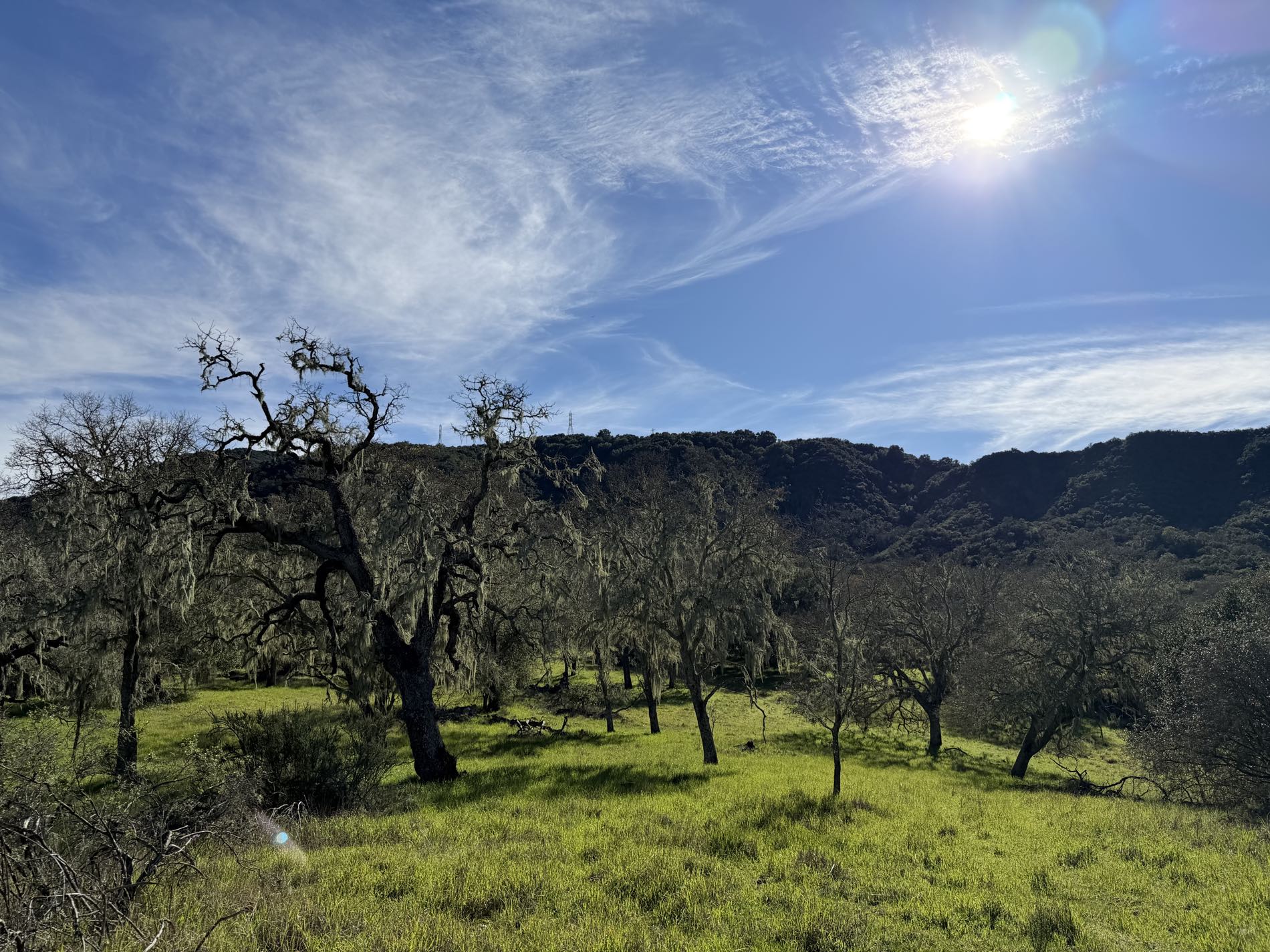 Green oak hills above the farm