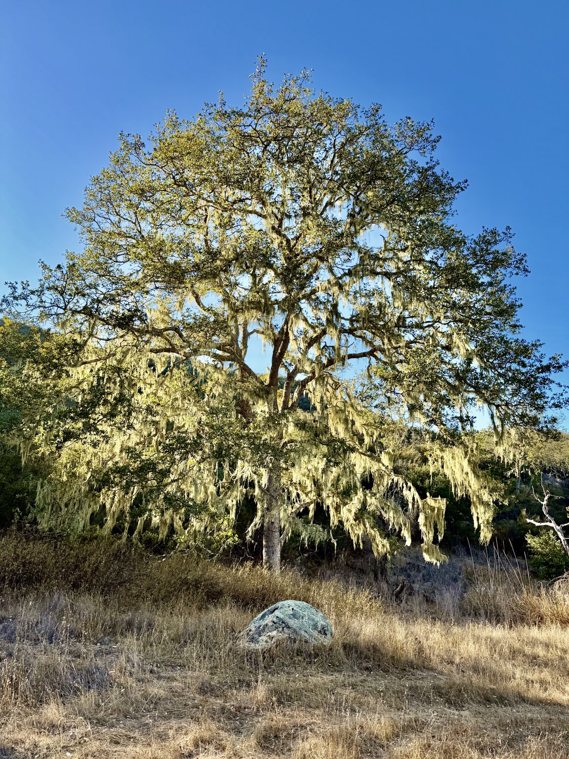 A valley oak, draped in lace lichen