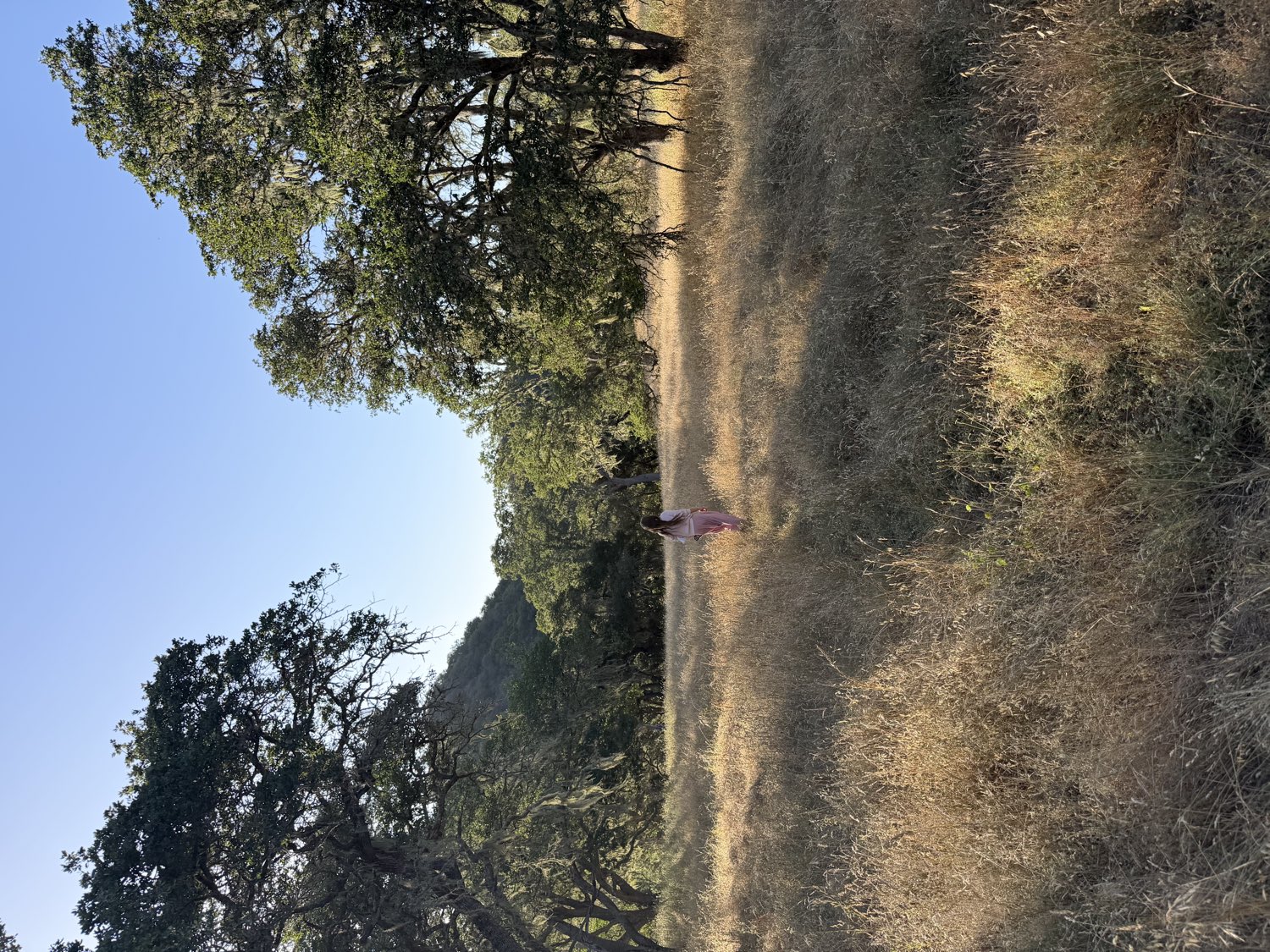 Walking through a golden meadow among the oaks
