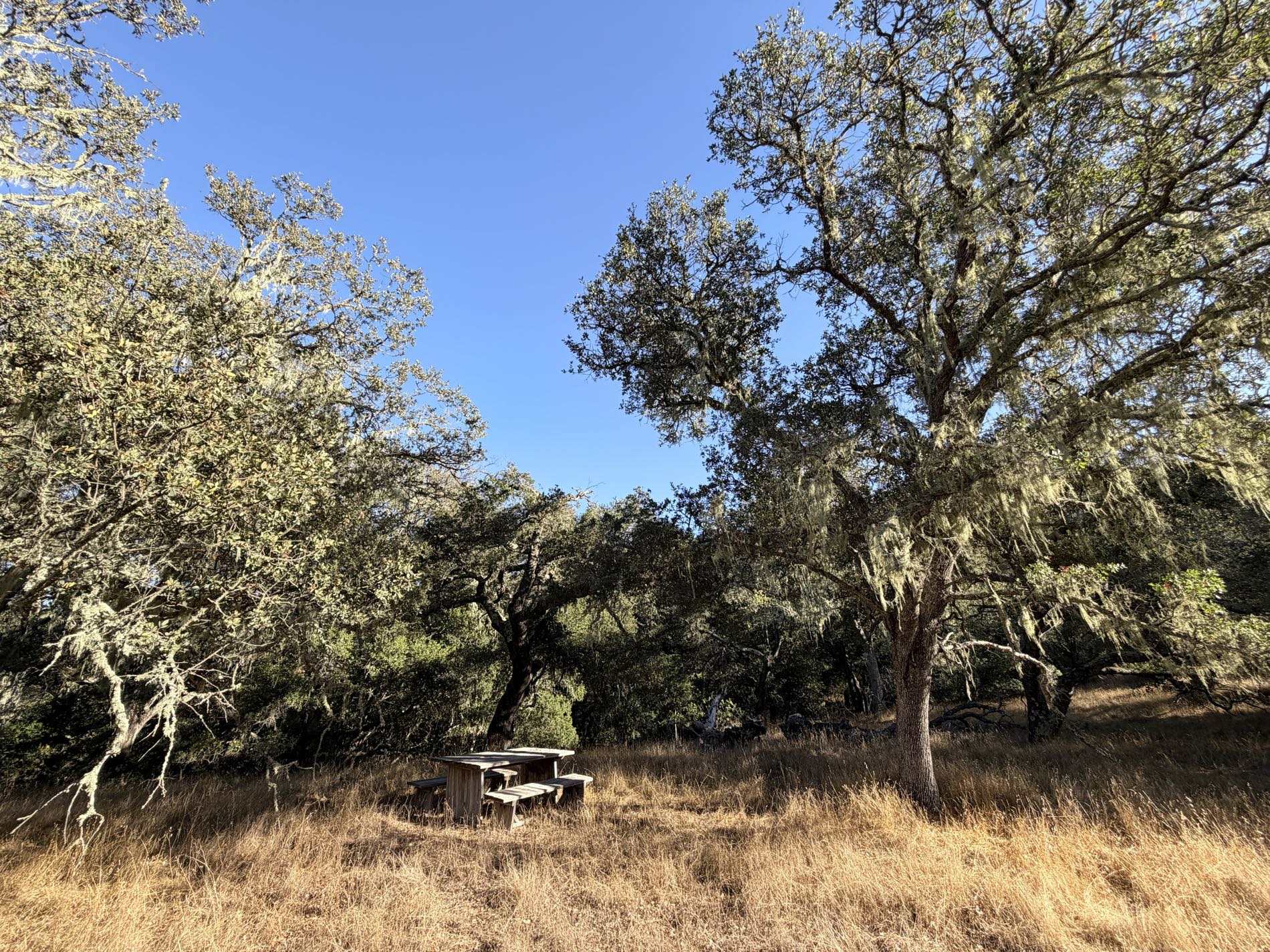 Oaks and a gathering table in the meadow